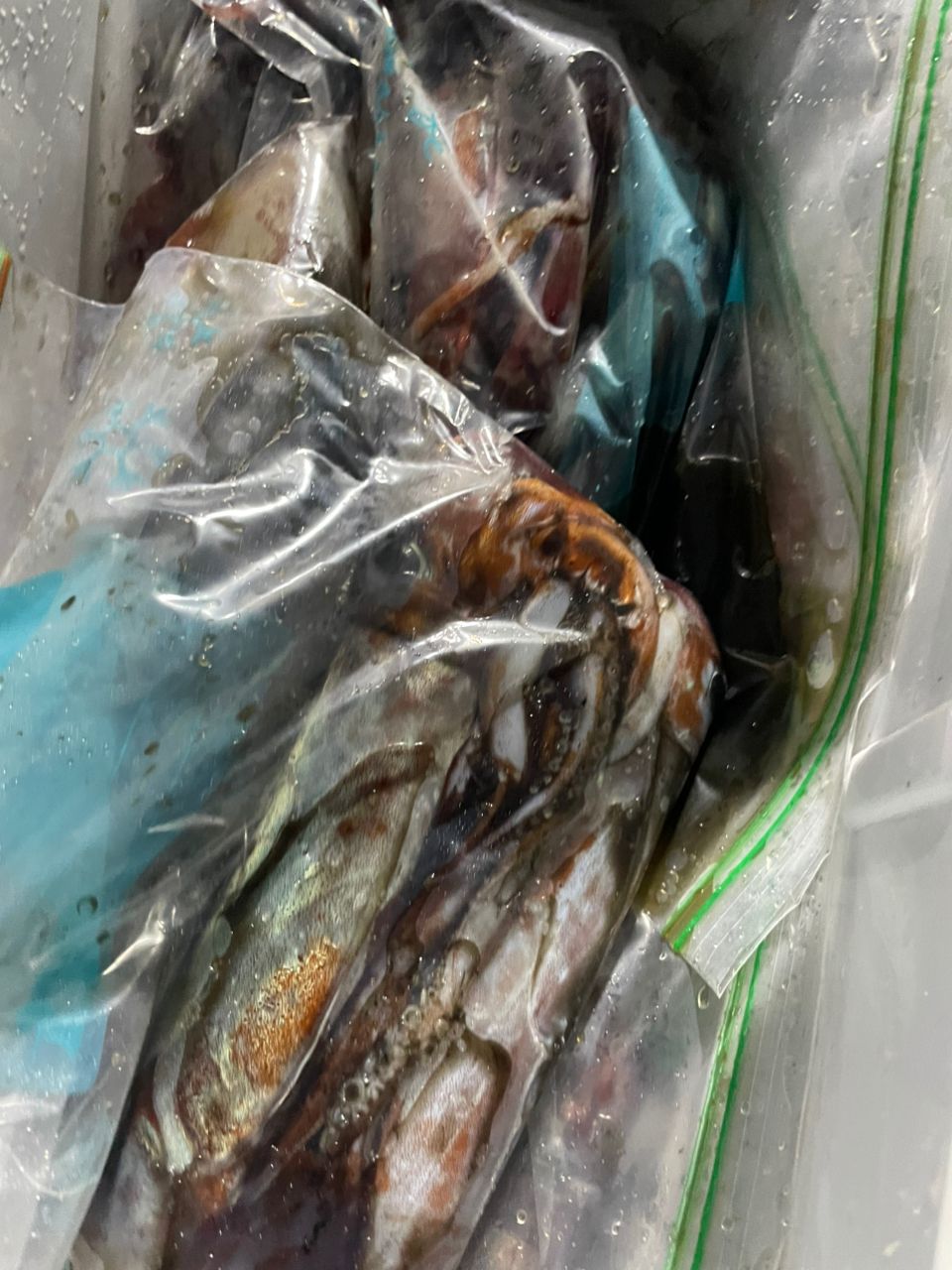 KUDOHさんの釣果 1枚目の画像