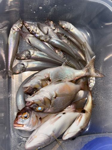 キスの釣果