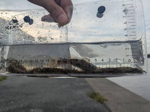 ハゼの釣果