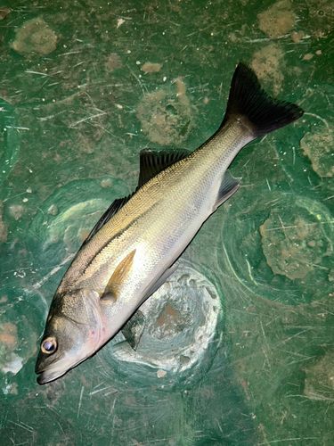 ハネ（マルスズキ）の釣果