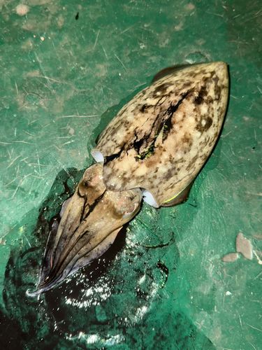 コウイカの釣果