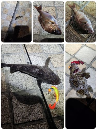 青森湾