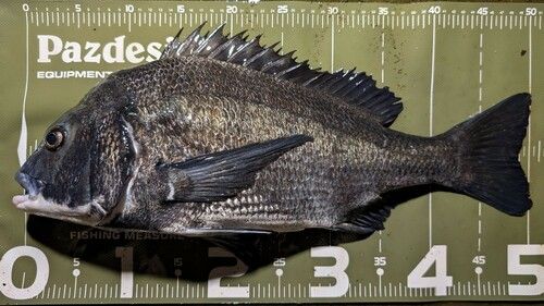 クロダイの釣果