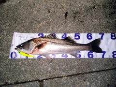 シーバスの釣果