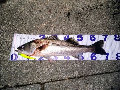 シーバスの釣果