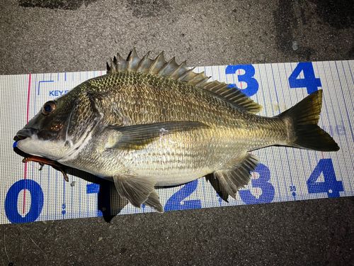 チヌの釣果
