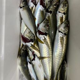 アジ