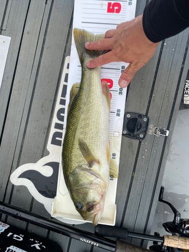 ブラックバスの釣果