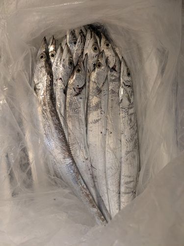タチウオの釣果