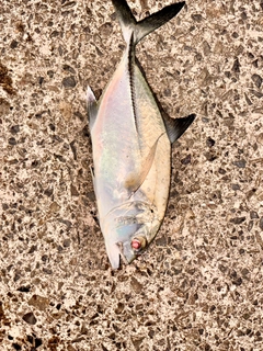 ギンガメアジの釣果