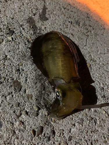 アオリイカの釣果