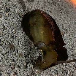 アオリイカ