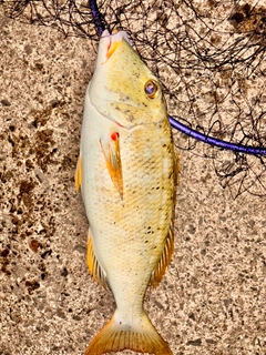 ムネアカクチビの釣果