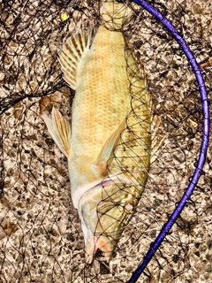 キツネフエフキの釣果