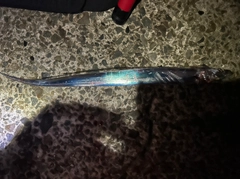 タチウオの釣果