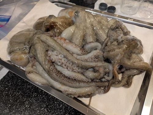マダコの釣果