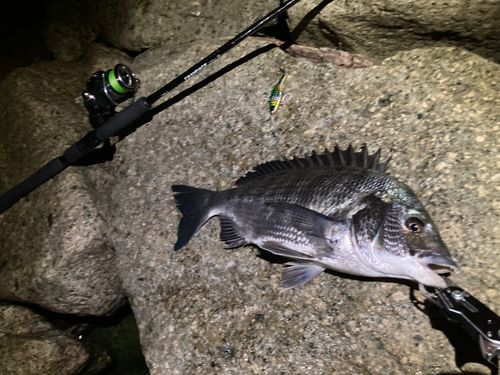 チヌの釣果