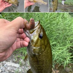 スモールマウスバス
