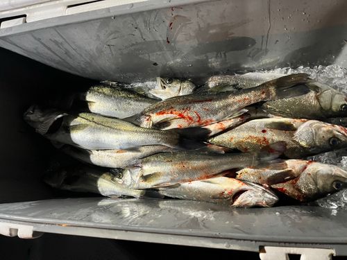 シーバスの釣果