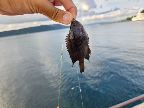 クロスズメダイの釣果
