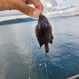 クロスズメダイ