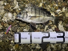 チヌの釣果