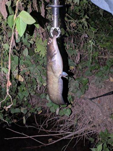 ナマズの釣果