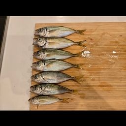 マアジ