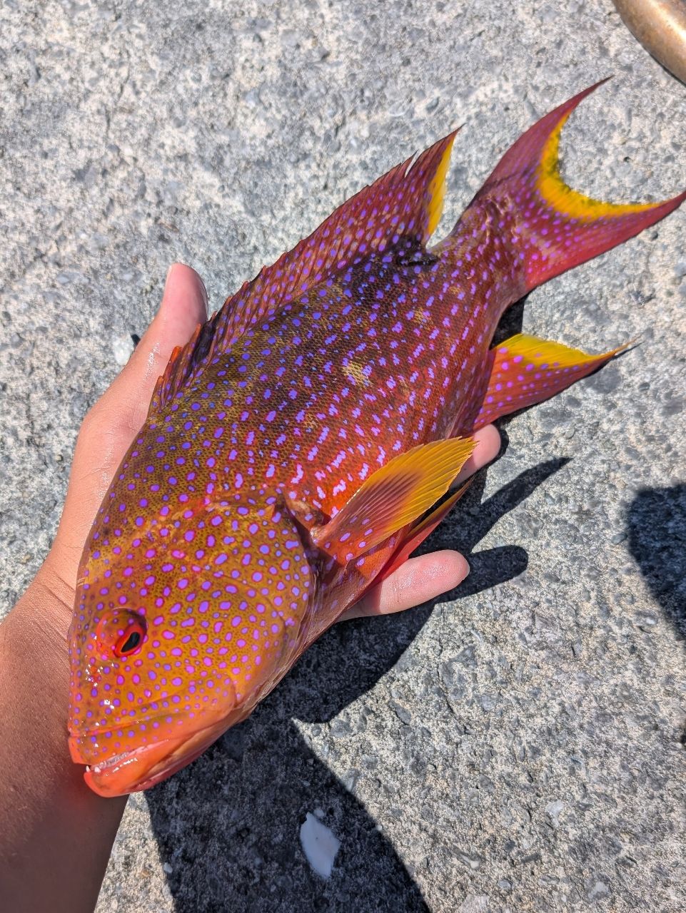AbuGarcia ソルティースタイルメバル STMS-762ULT-KRの最安値