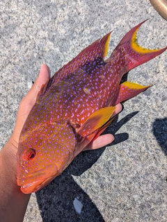 バラハタの釣果