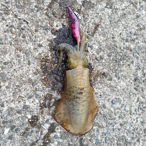 アオリイカの釣果