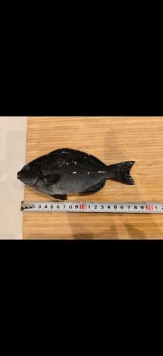 オナガグレの釣果