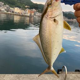 ショゴ