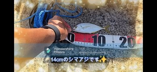 シマアジの釣果