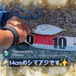 シマアジ