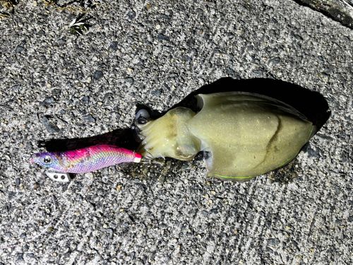 コウイカの釣果