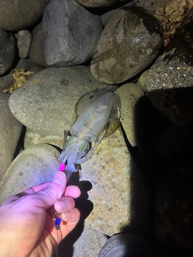 紀伊水道