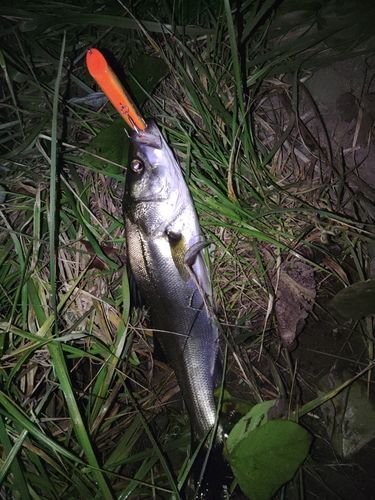 スズキの釣果