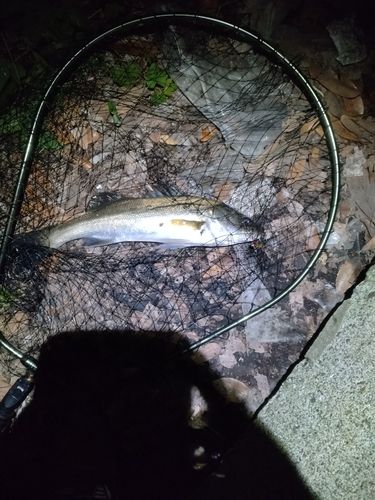 フッコ（マルスズキ）の釣果