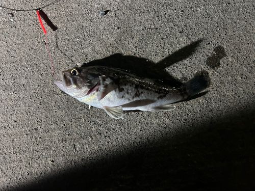 ソイの釣果