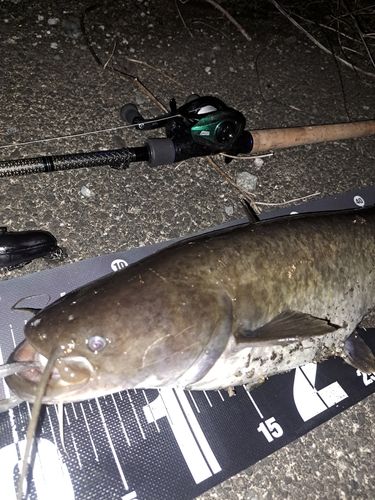 ナマズの釣果