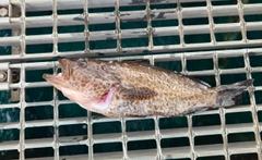 ネリゴの釣果