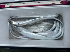 タチウオの釣果