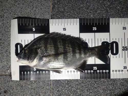クロダイの釣果