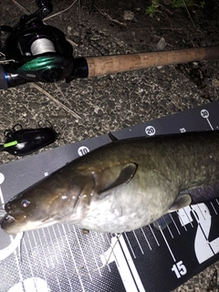 ナマズの釣果