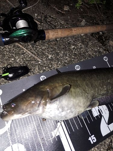 ナマズの釣果