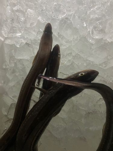 マアナゴの釣果