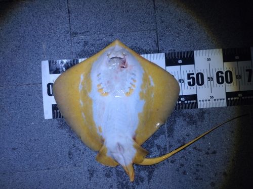 アカエイの釣果