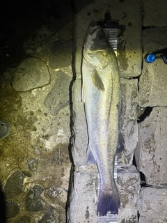 シーバスの釣果