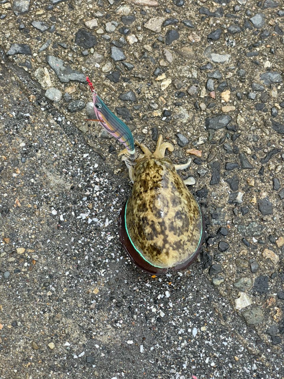 コウイカ